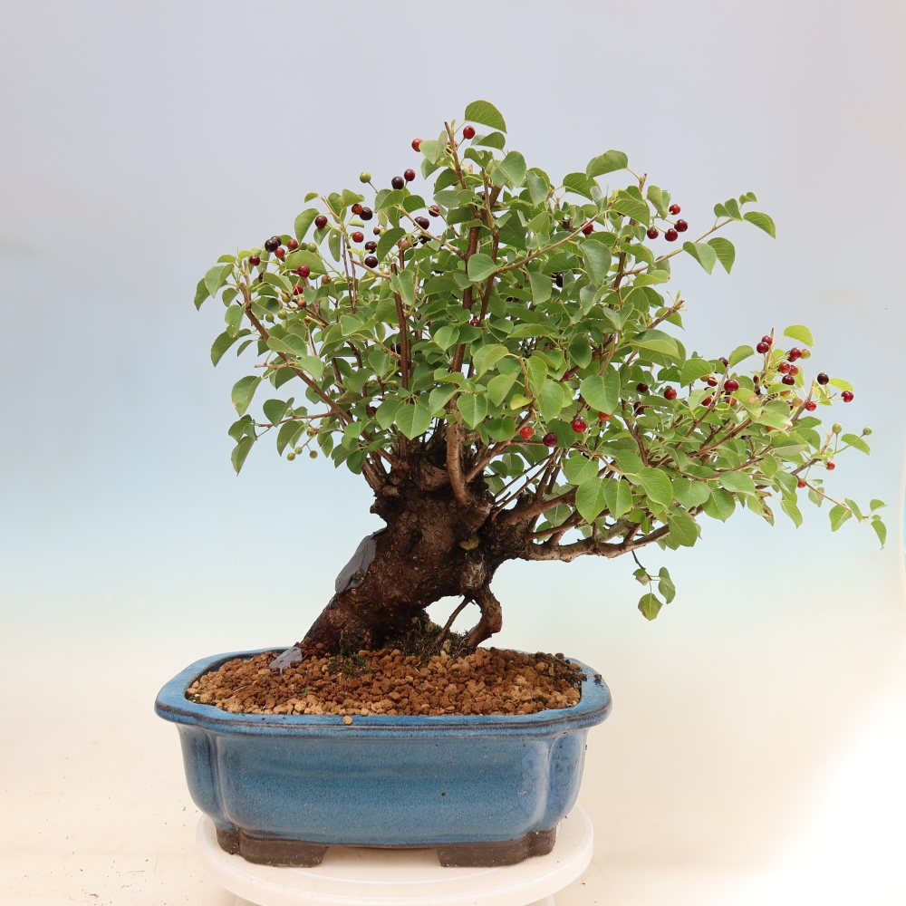 Kültéri bonsai - Mahalebka - Prunus mahaleb - Prunus mahaleb