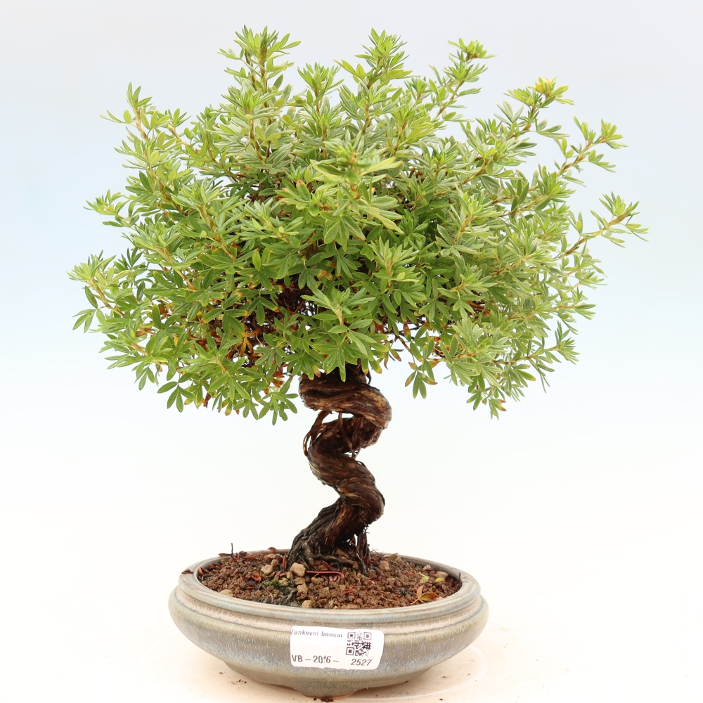 Kültéri bonsai - Potentila fruticosa