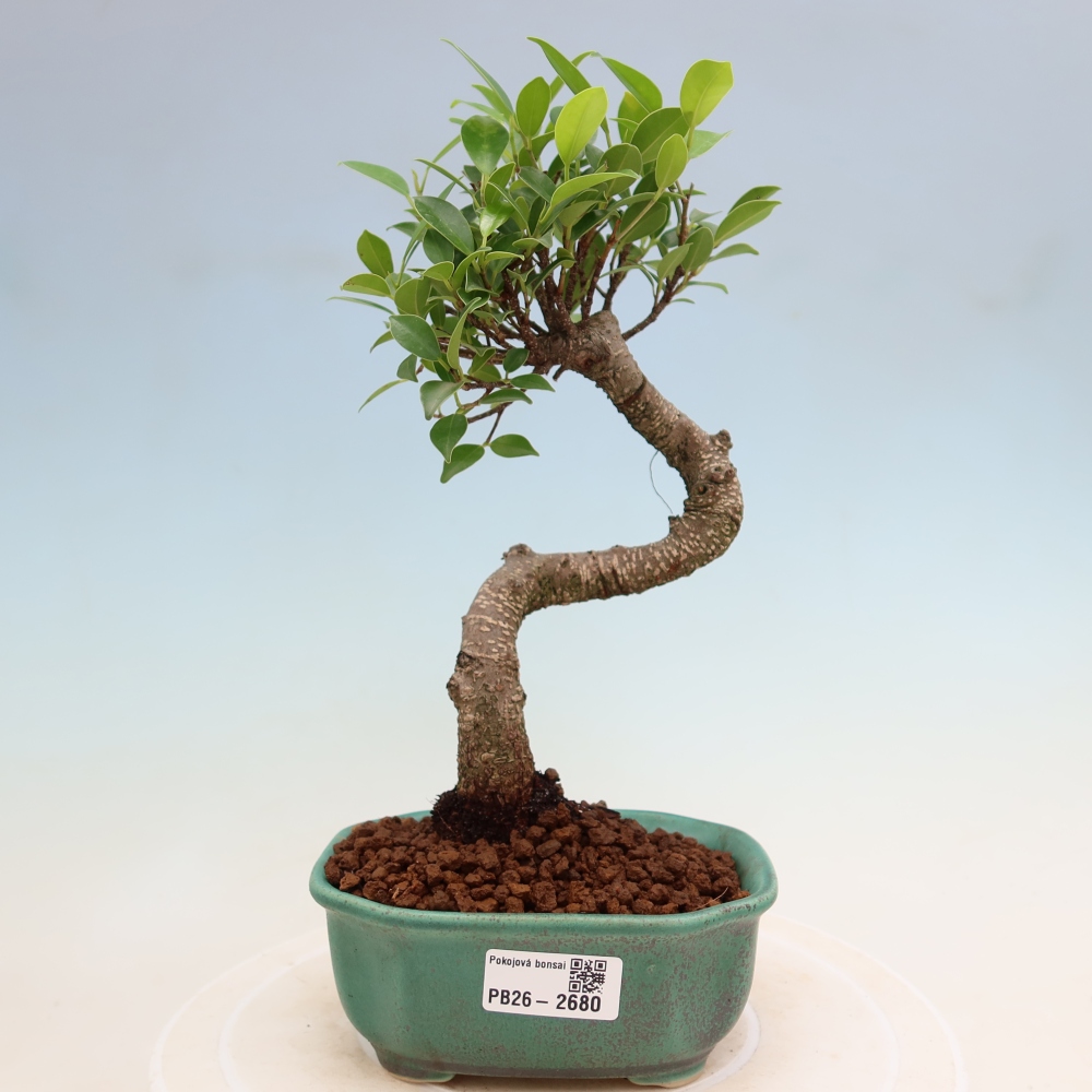 Szobai bonsai - Ficus kimmen - kislevelű fikusz