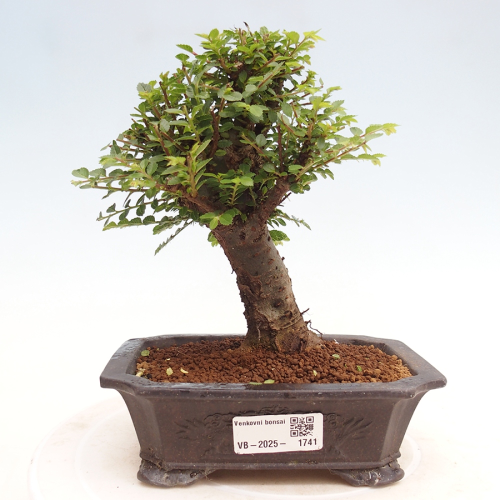 Kültéri bonsai - Ulmus parvifolia Hokkaido - Kínai szil - Ulmus parvifolia Hokkaido