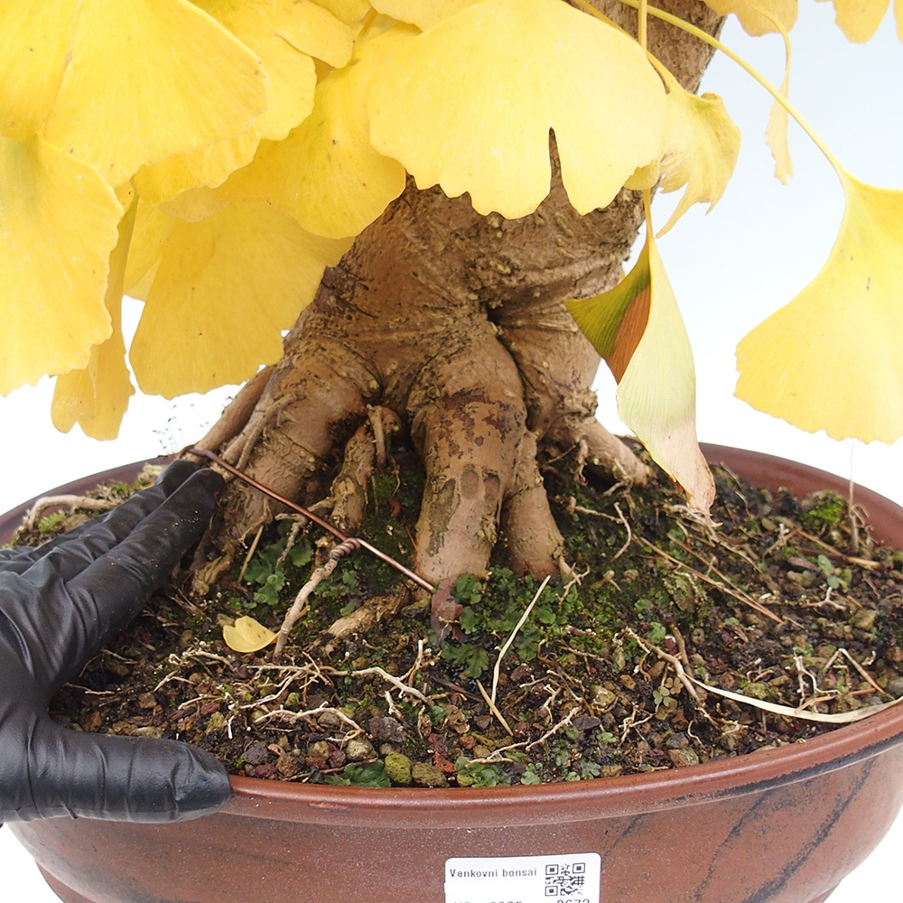 Kültéri bonsai - Ginkgo biloba - Ginkgo biloba