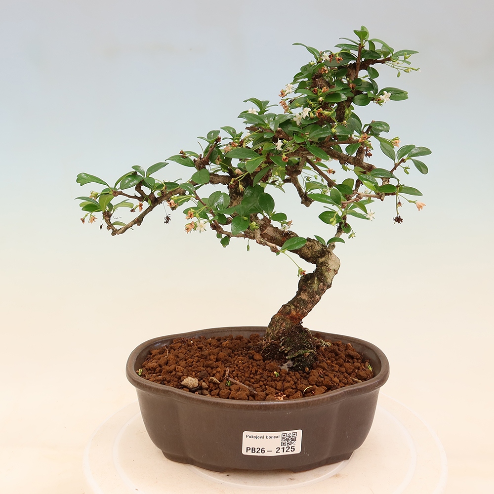 Szobai bonsai - Carmona macrophylla - Tea fuki