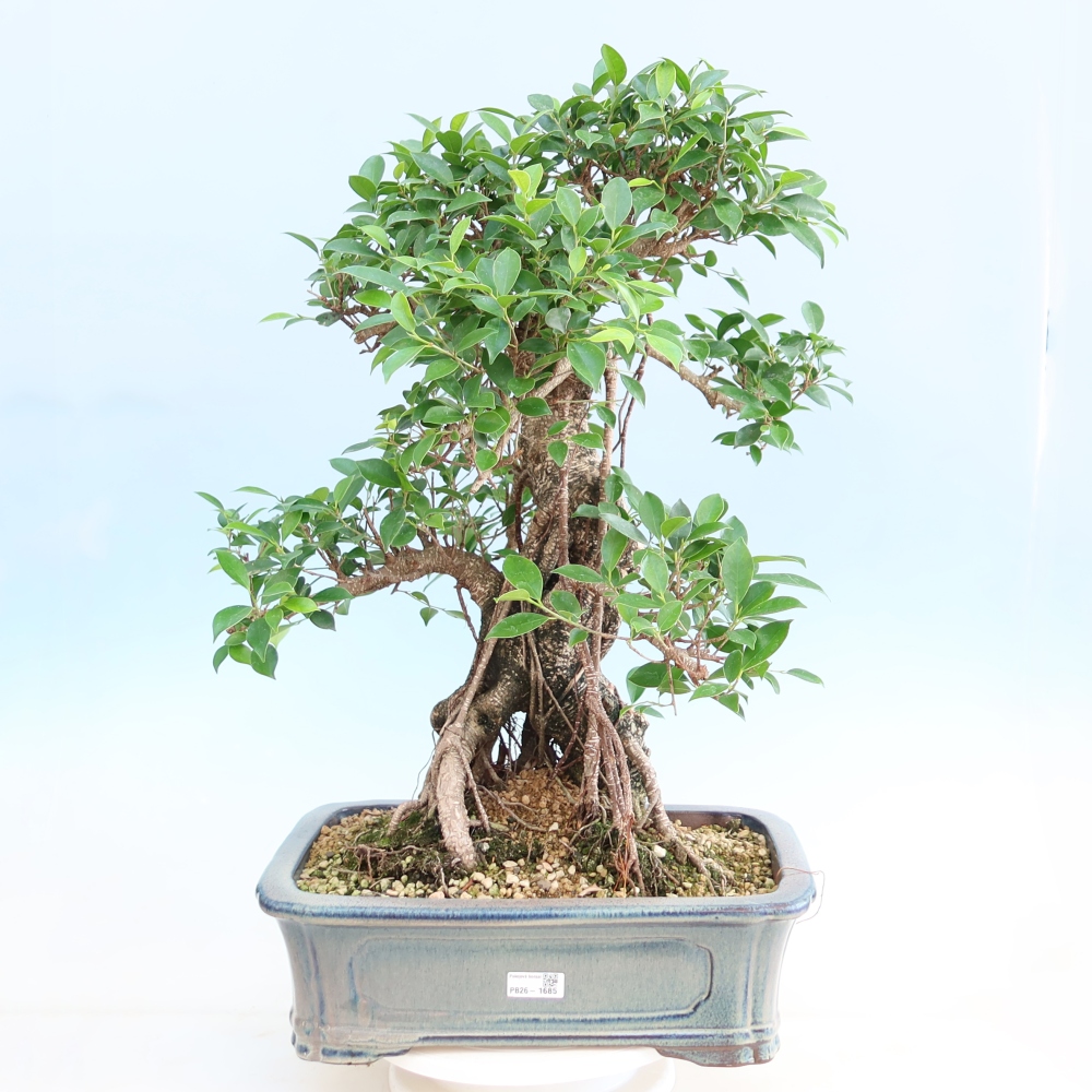 Szobai bonsai - Ficus kimmen - kislevelű fikusz