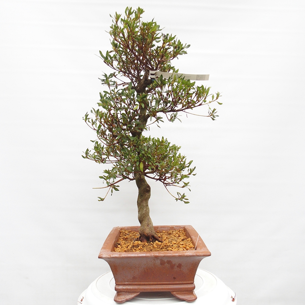 Kültéri bonsai - japán azálea - Azálea CHIHIRO