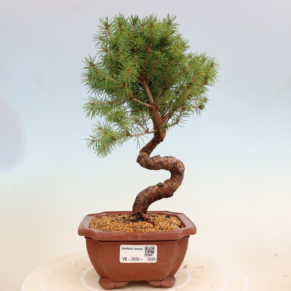 Kültéri bonsai - lucfenyő - Picea glauca globe