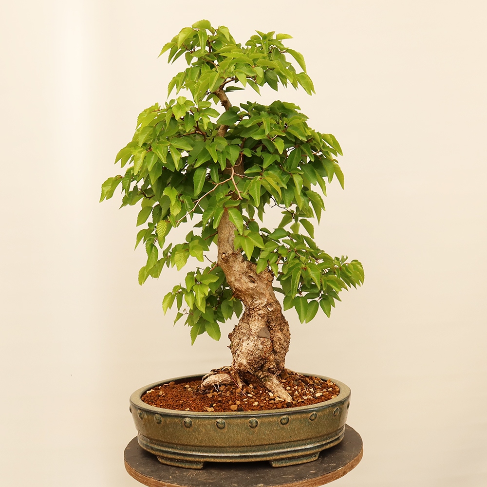 Kültéri bonsai -Carpinus Coreana - Koreai gyertyánfa