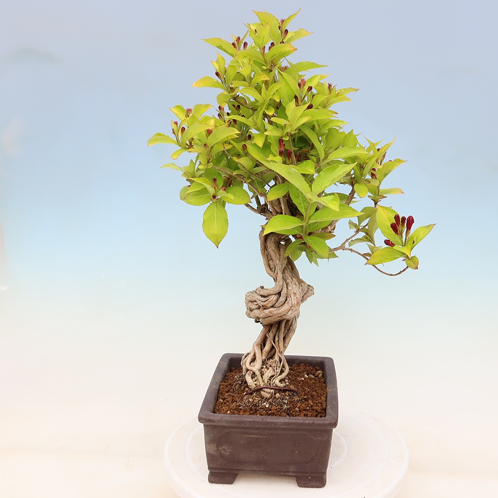 Kültéri bonsai – Weigela subsessilis – Koreai vajgélia