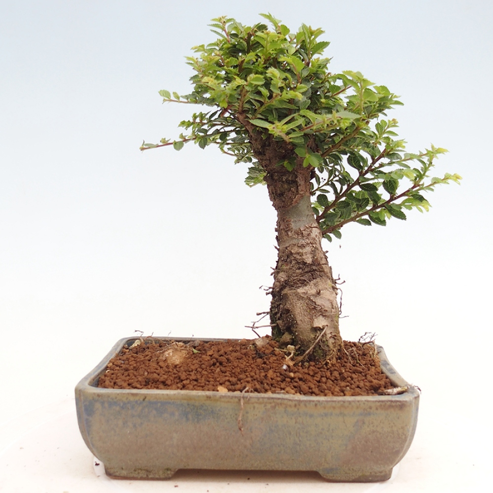 Kültéri bonsai - Ulmus parvifolia Hokkaido - Kínai szil - Ulmus parvifolia Hokkaido
