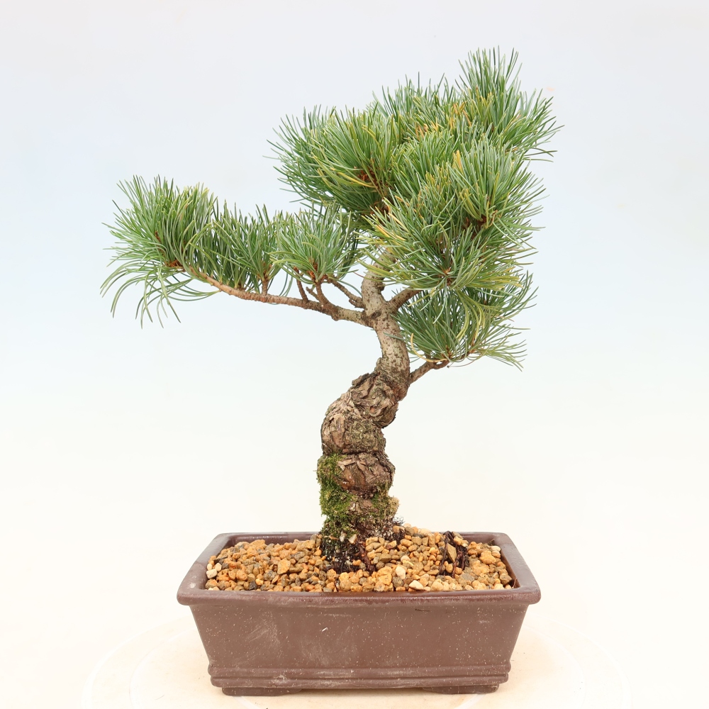 Kültéri bonsai - Pinus parviflora - Pinus parviflora