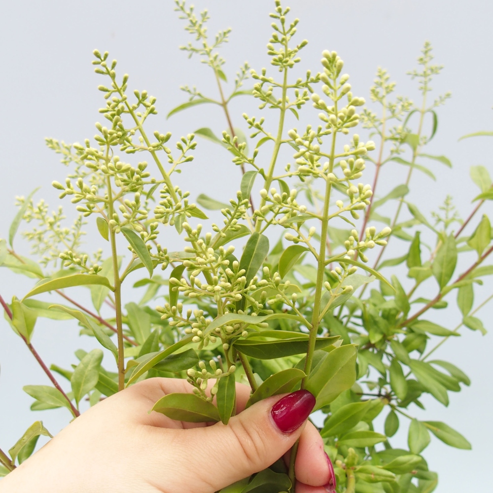 Kültéri bonsai - Ligustrum - Madárcsőr