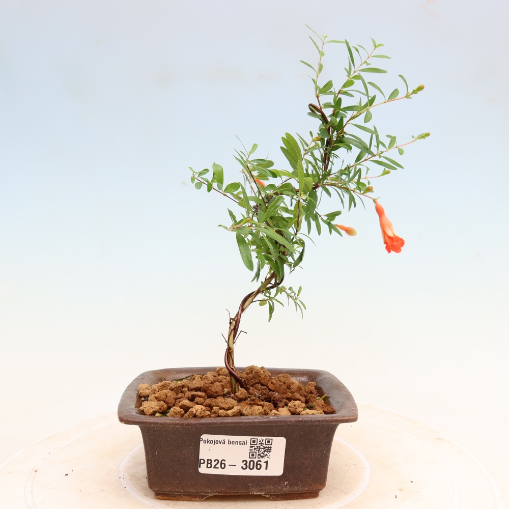 Szobai bonsai-PUNICA granatum nana-gránátalma