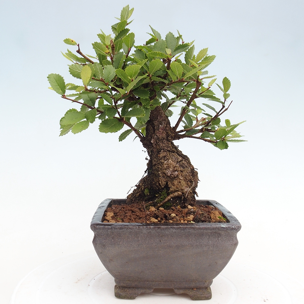 Kültéri bonsai - Zelkova - Zelkova NIRE