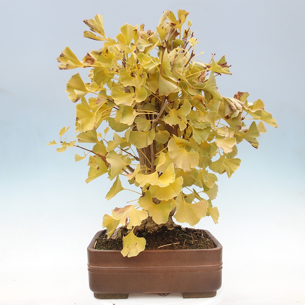 Kültéri bonsai - Ginkgo biloba - Ginkgo biloba