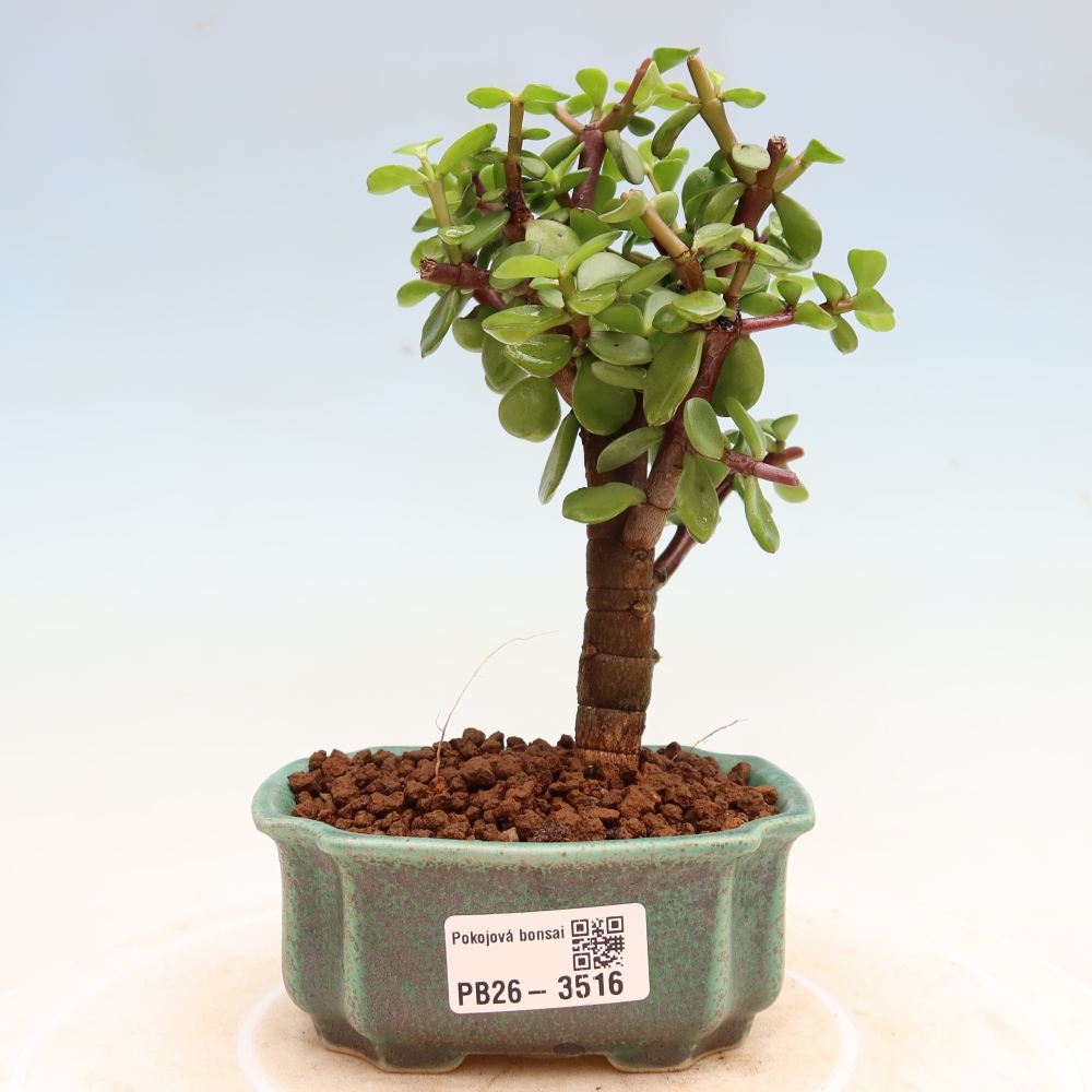 Szoba bonsai - Portulakaria Afra - Tlustice