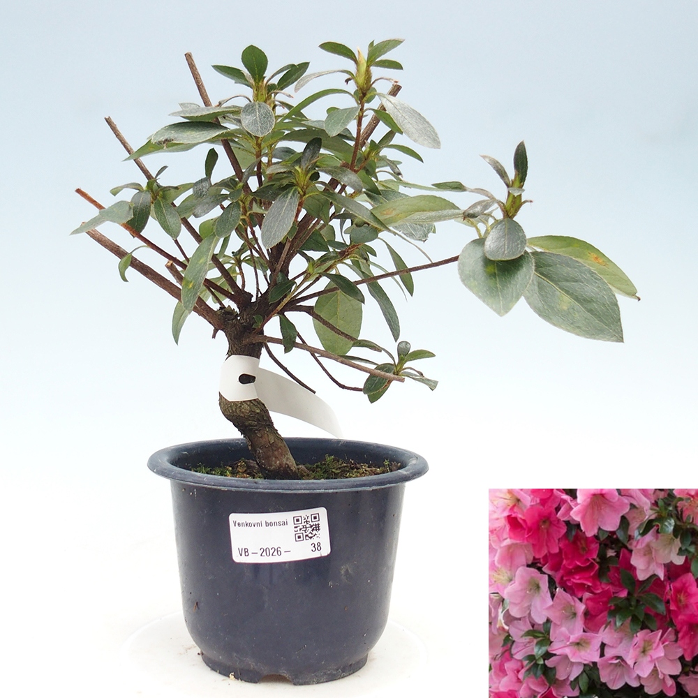 Kültéri bonsai - Japán azálea - Azalea Saien