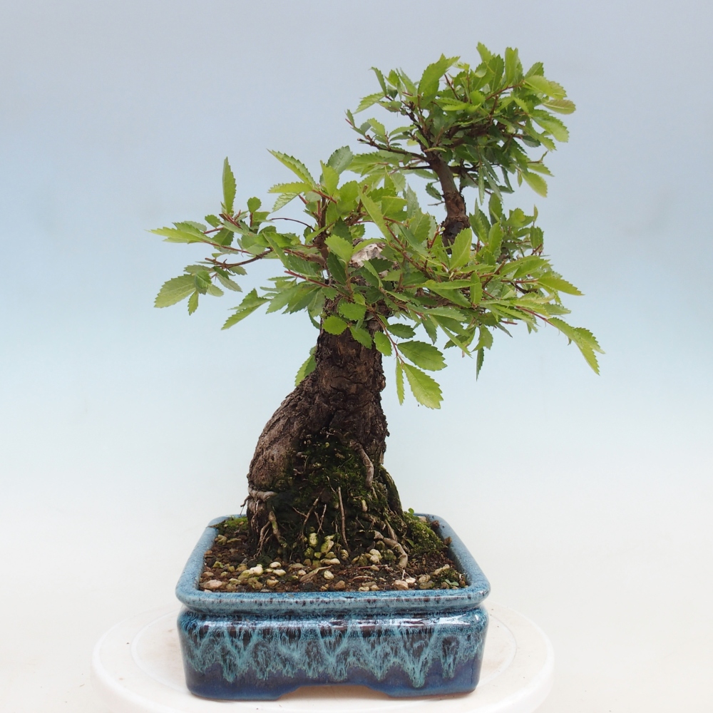 Kültéri bonsai - Zelkova - Zelkova NIRE