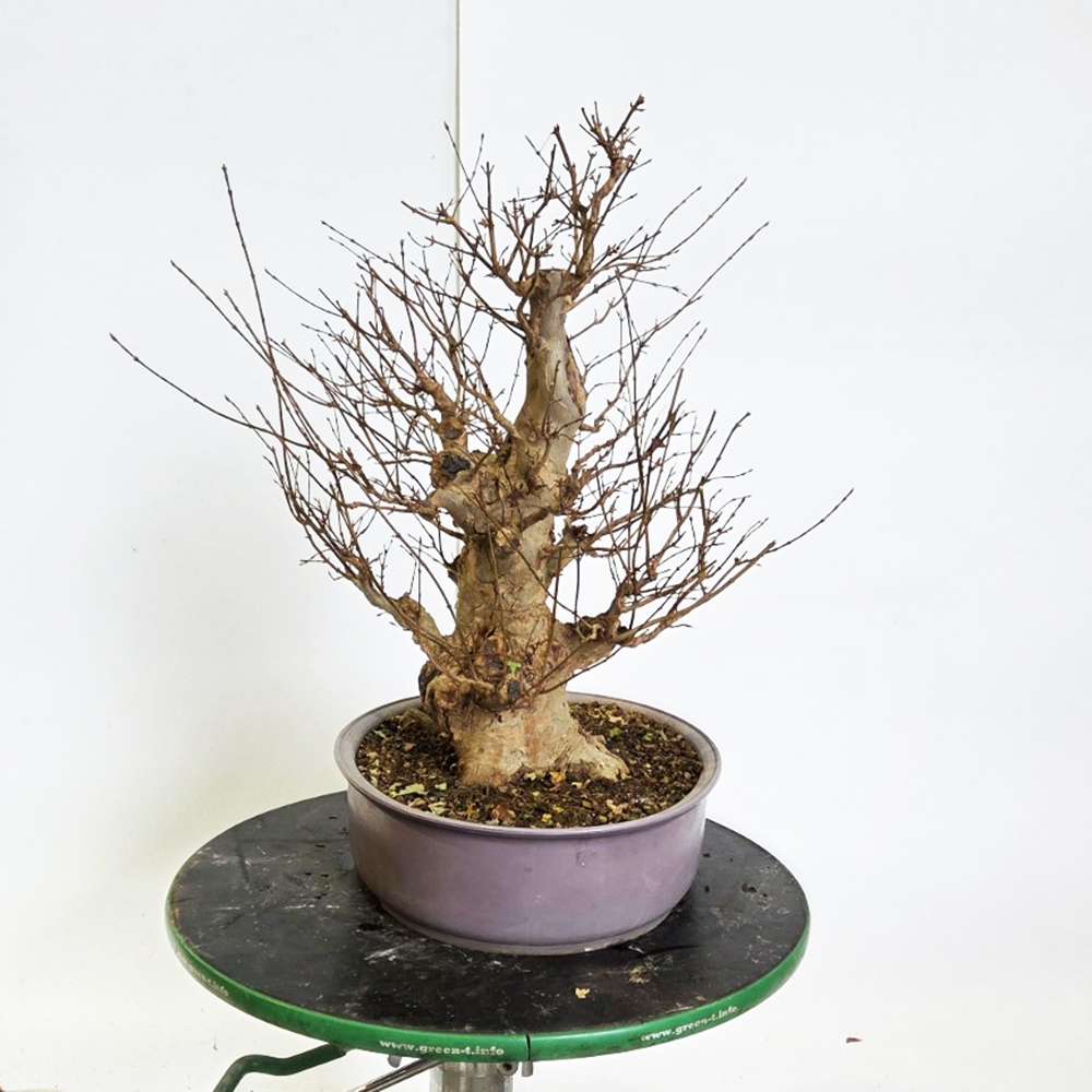 Kültéri bonsai juhar Burger - Acer Burgeriana