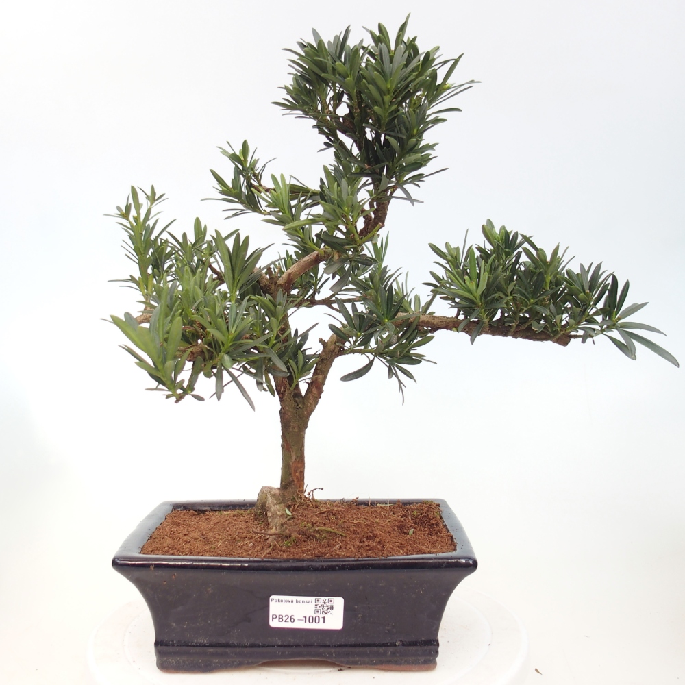 Szobai bonsai - Podocarpus - Kőtiszafa