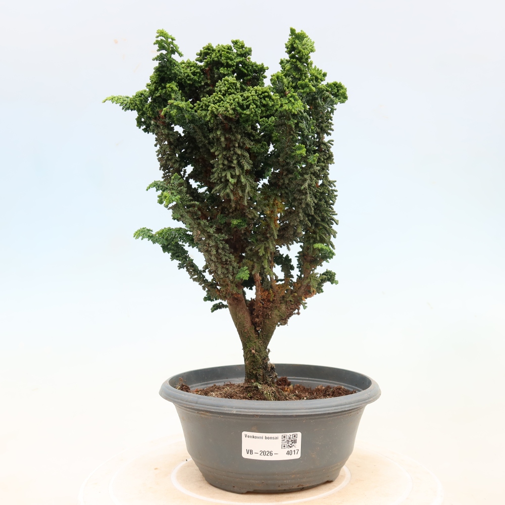 Kültéri bonsai - Cham. obtusa SEKKA HINOKI - Cifra ciprus