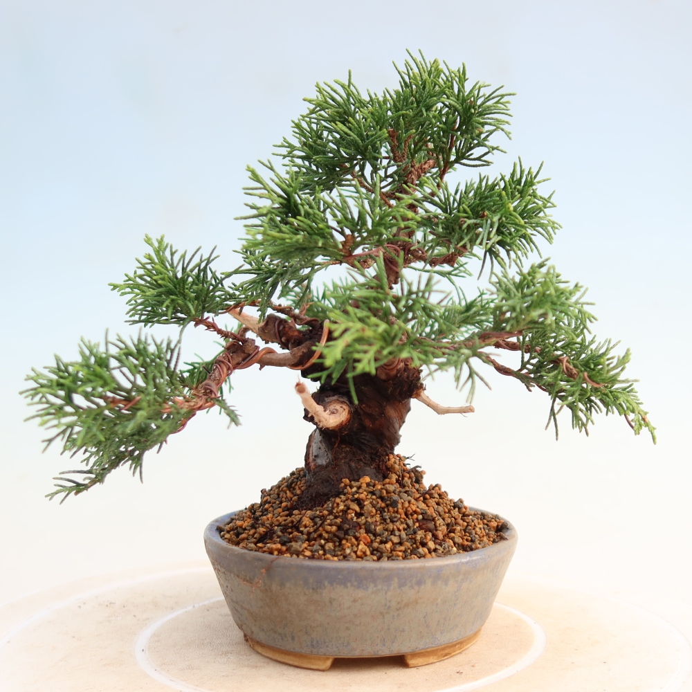 Kültéri bonsai - Juniperus chinensis Itoigawa