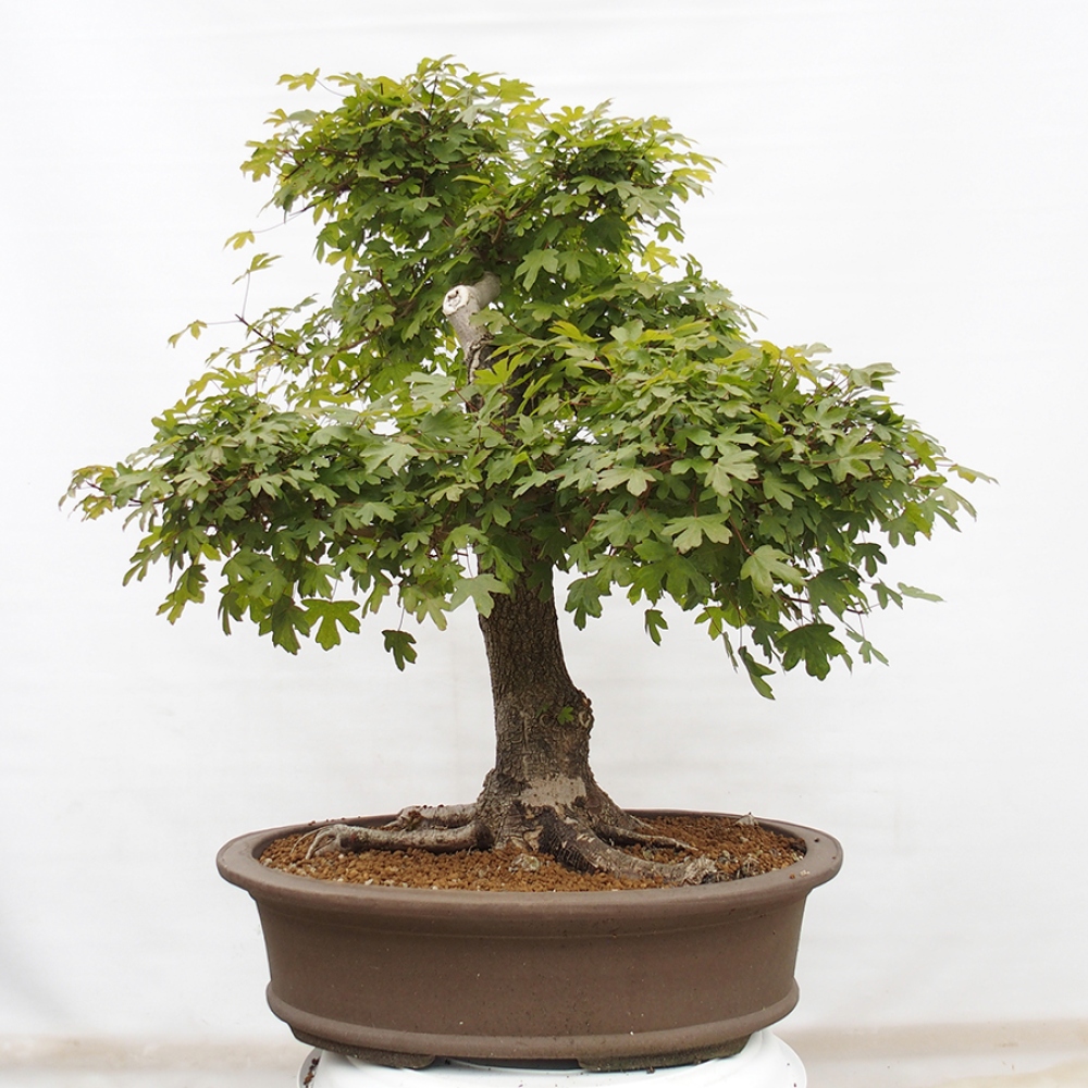 Kültéri bonsai - Francia juhar - Acer Nonspessulanum