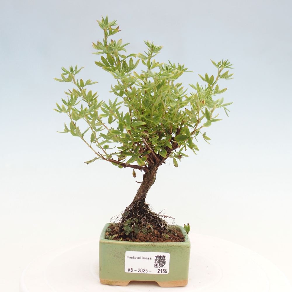 Kültéri bonsai - Potentila fruticosa sárga Bird