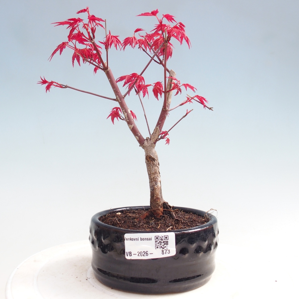 Kültéri bonsai - Acer palmatum DESHOJO