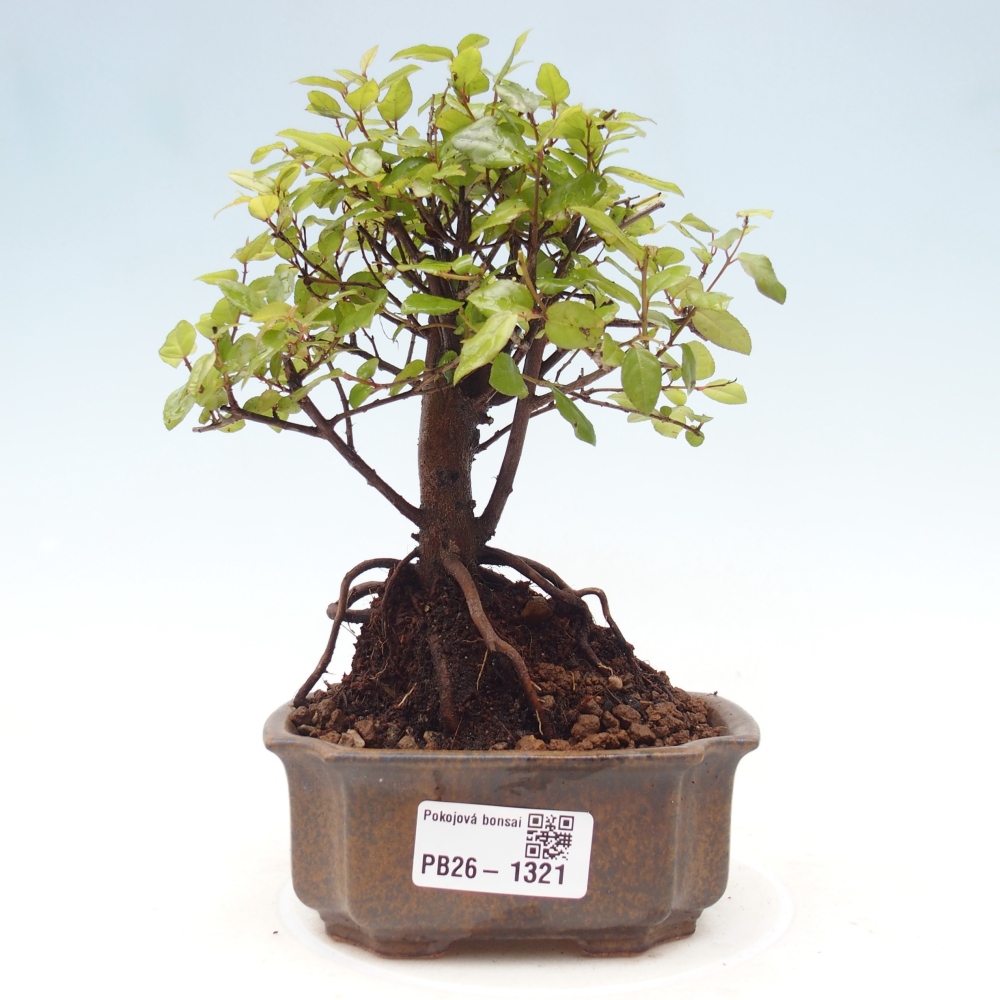 Szobai bonsai - Sageretia thea - Sageretia thea