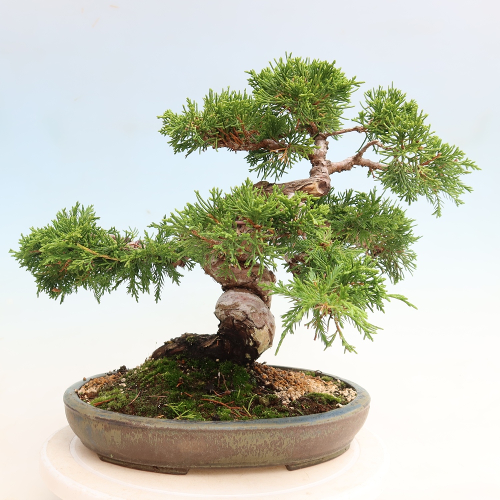 Kültéri bonsai - Juniperus chinensis Itoigawa-Juniperus chinensis