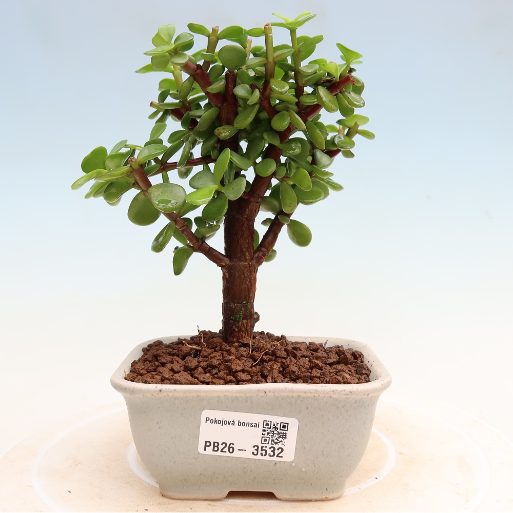 Szoba bonsai - Portulakaria Afra - Tlustice