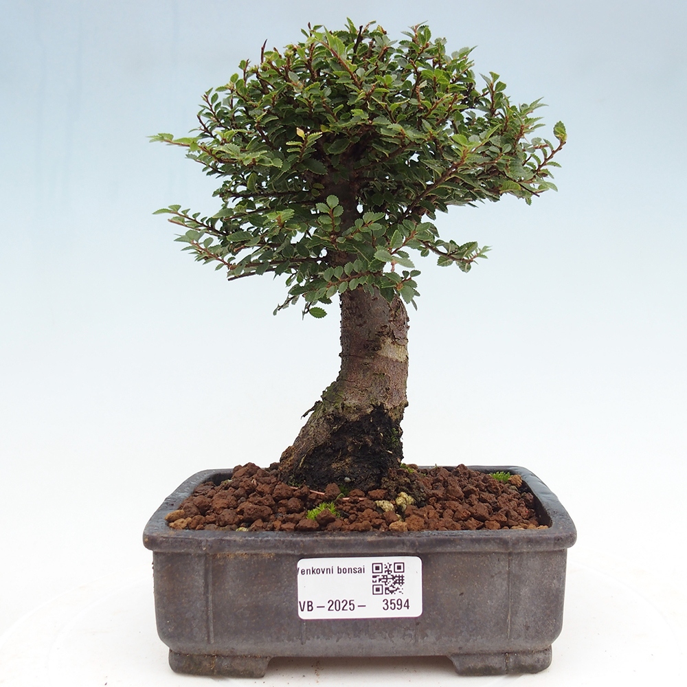 Kültéri bonsai - Ulmus parvifolia Hokkaido - Kínai szil - Ulmus parvifolia Hokkaido