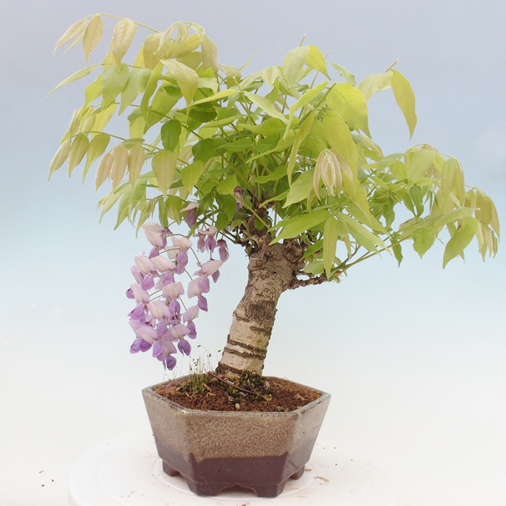 Kültéri bonsai - Wisteria floribunda