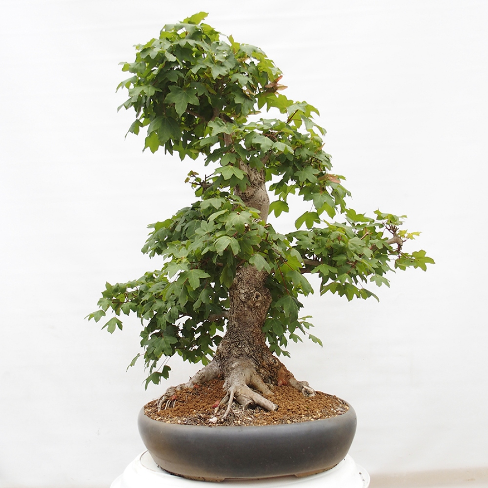Kültéri bonsai -Javor babyka - Acer campestre