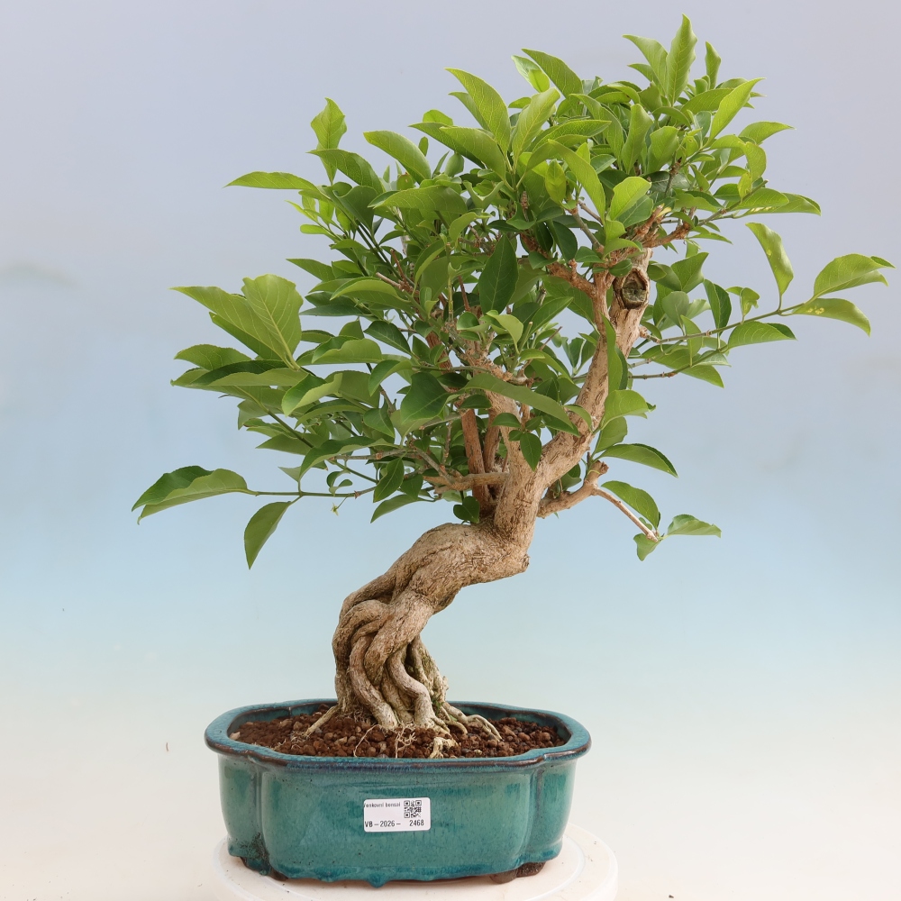 Kültéri bonsai - európai szil - euonimus