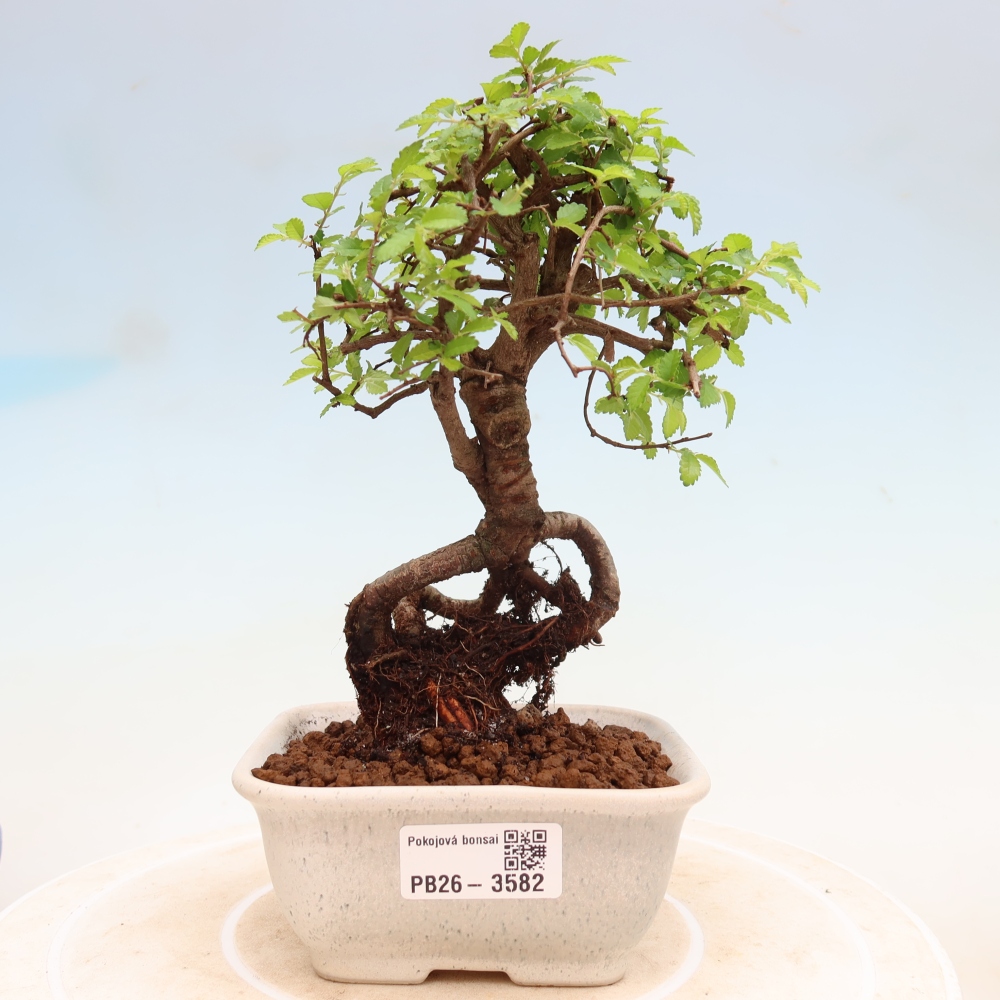 Szobai bonsai - Ulmus parvifolia - Kislevelű szilfa