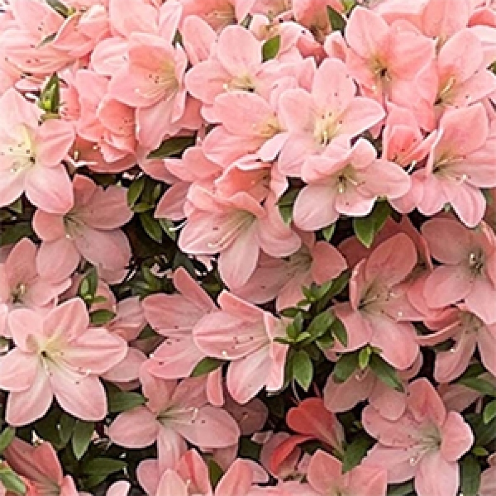 Kültéri bonsai - Japán azálea - Azalea Jukokan