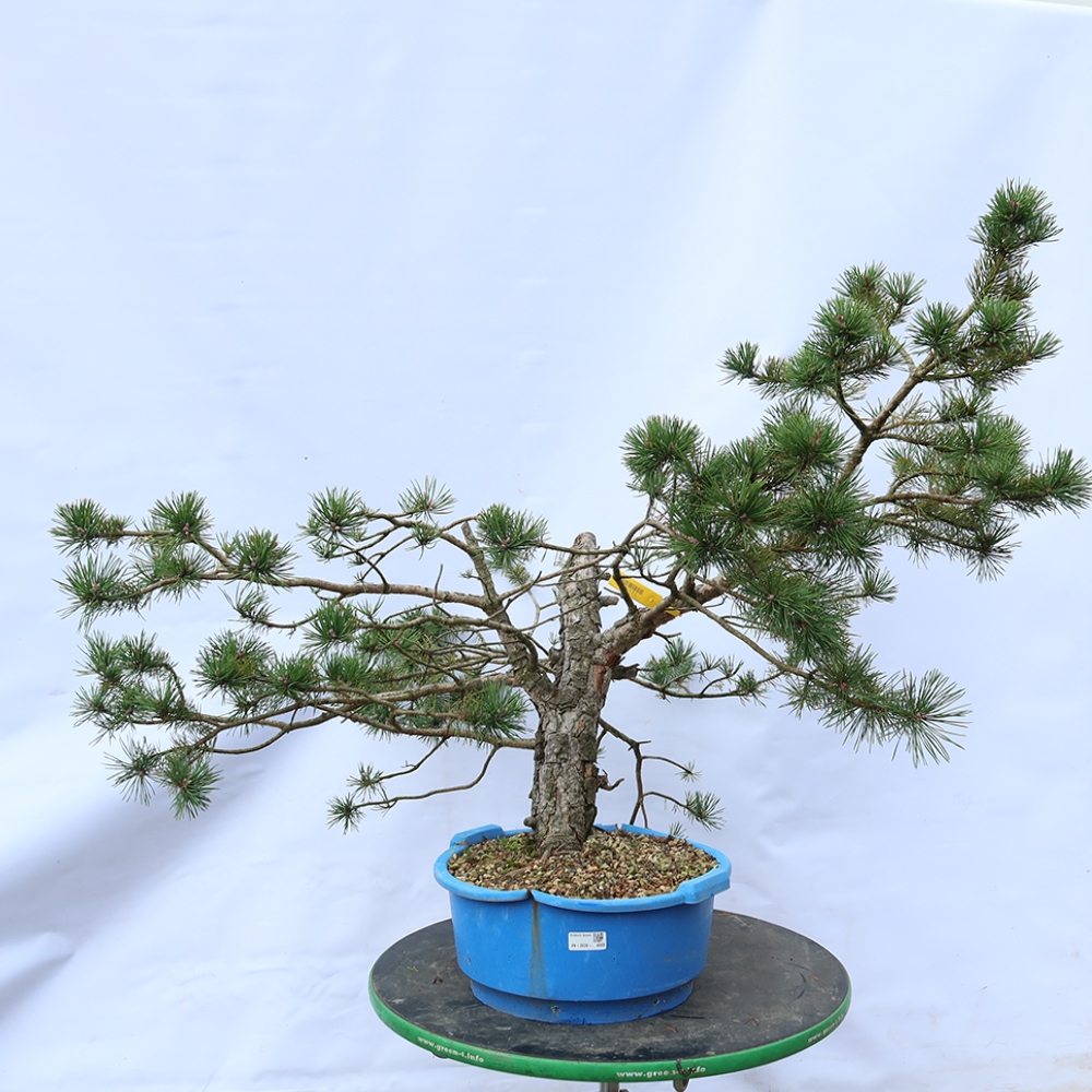 Pinus sylvestris Spanyolország – erdei fenyő