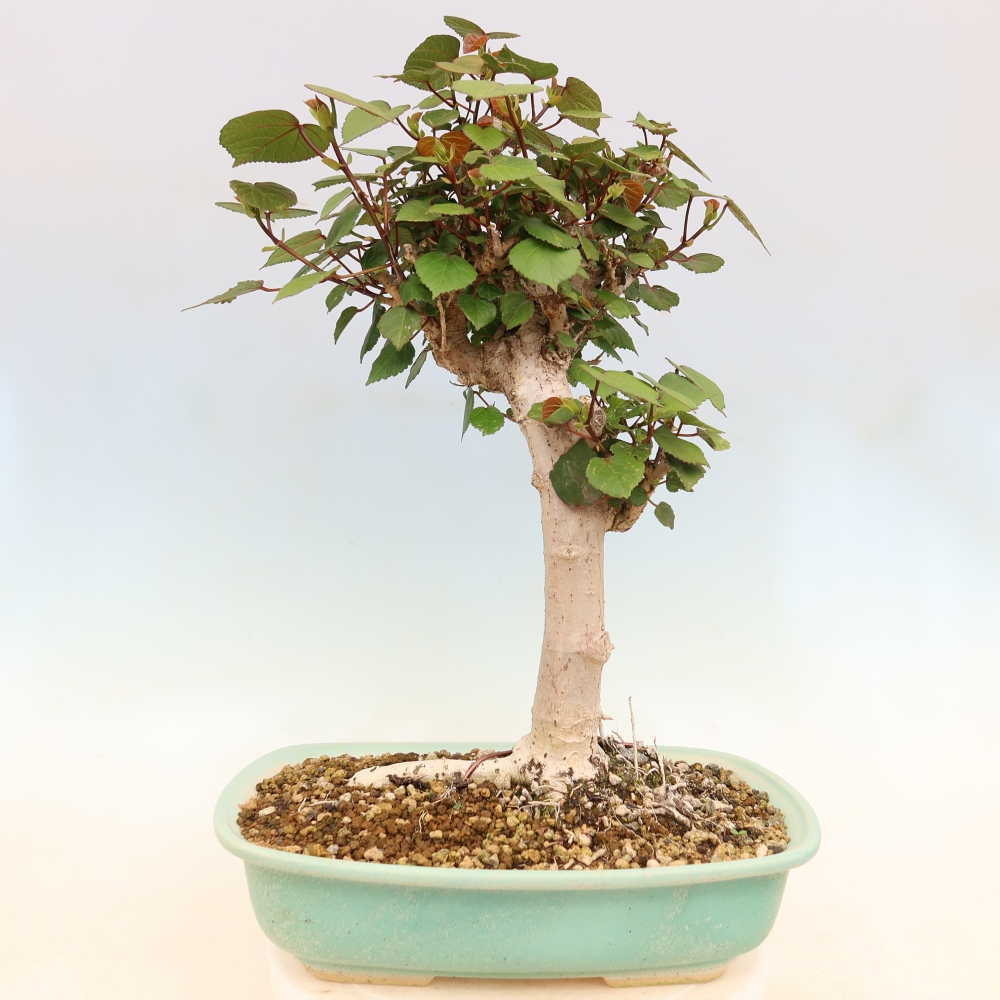 Beltéri bonsai - Hibiscus tiliaceus - tengeri hibiszkusz