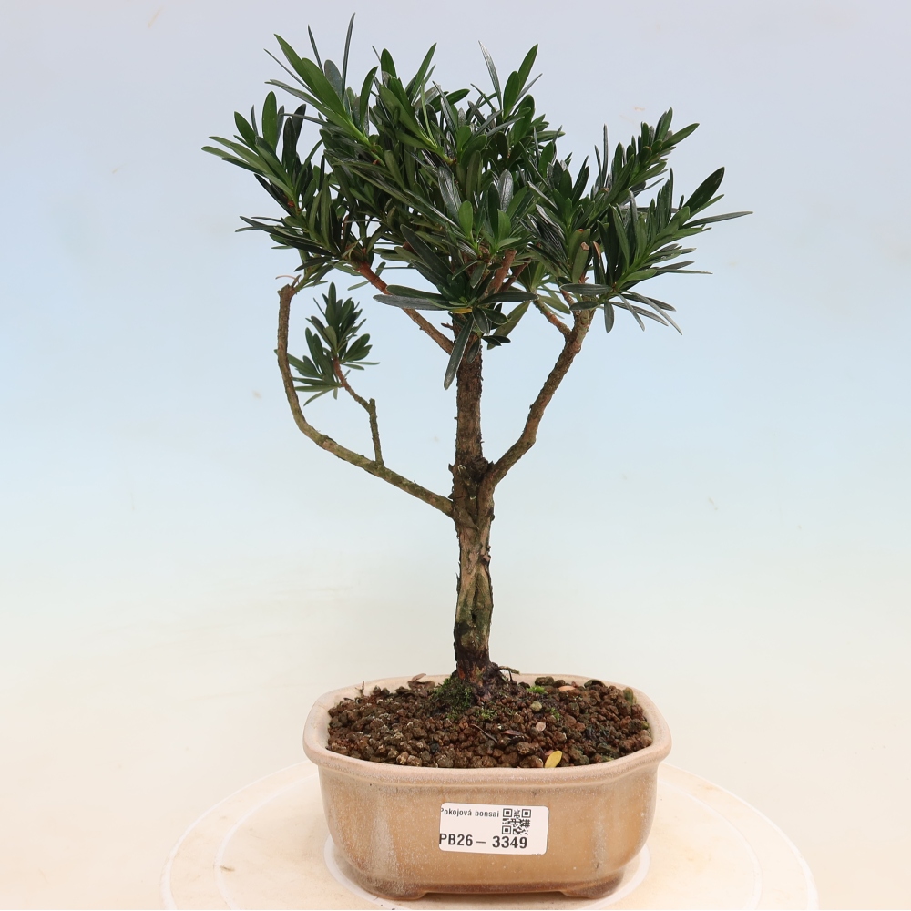 Szobai bonsai - Podocarpus - Kőtiszafa