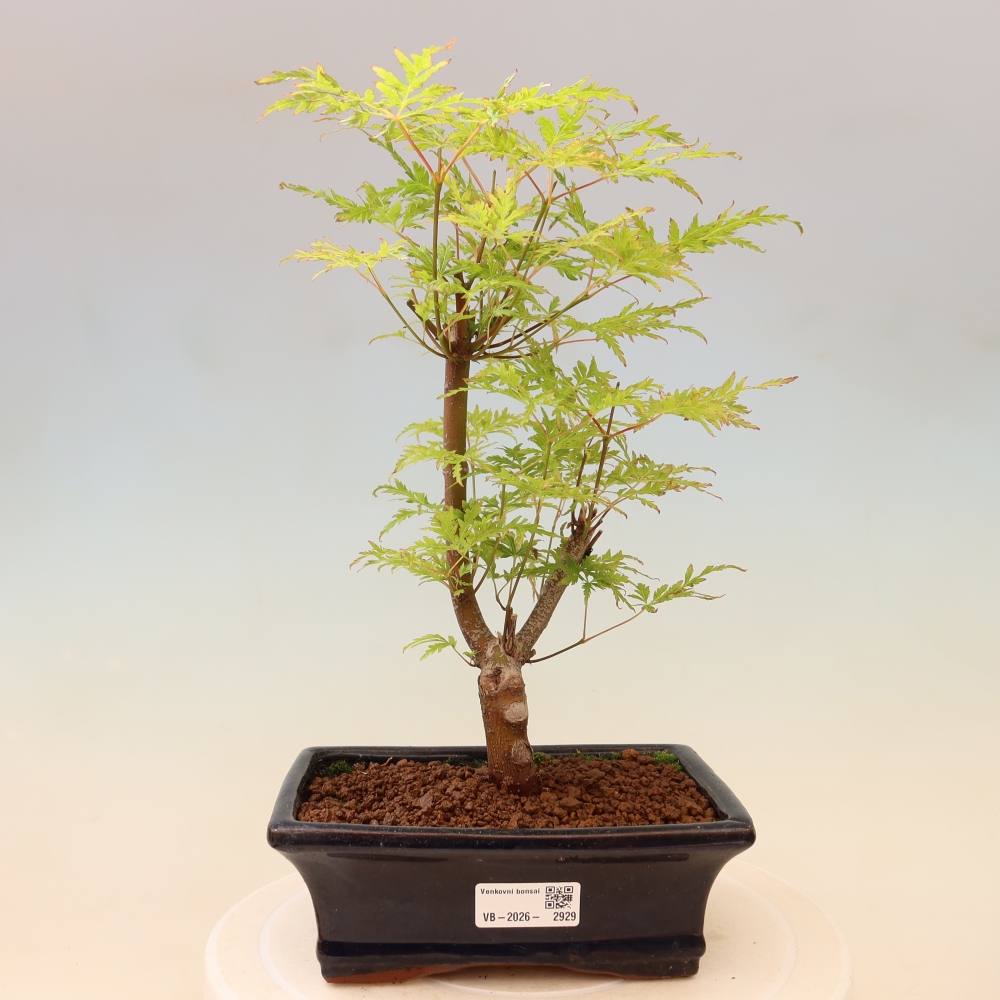 Kültéri bonsai - Acer palmatum Dissectum