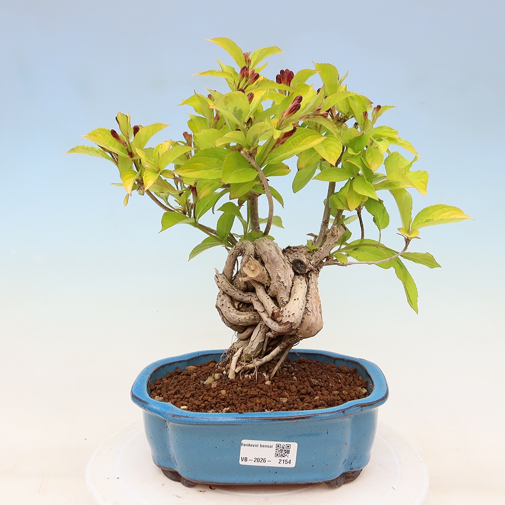 Kültéri bonsai – Weigela subsessilis – Koreai vajgélia
