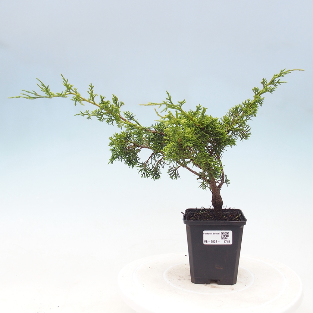 Kültéri bonsai - Juniperus chinensis Itoigawa