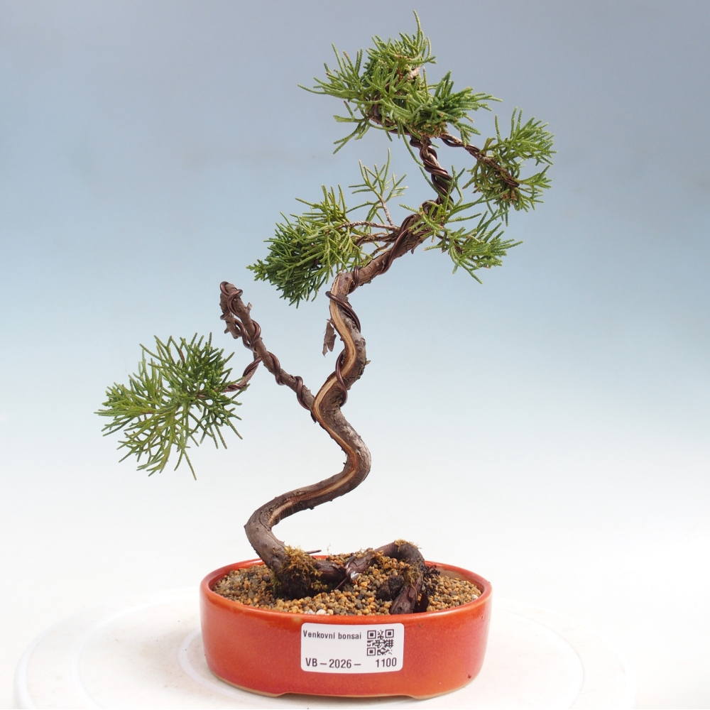 Kültéri bonsai - Juniperus chinensis Kishu