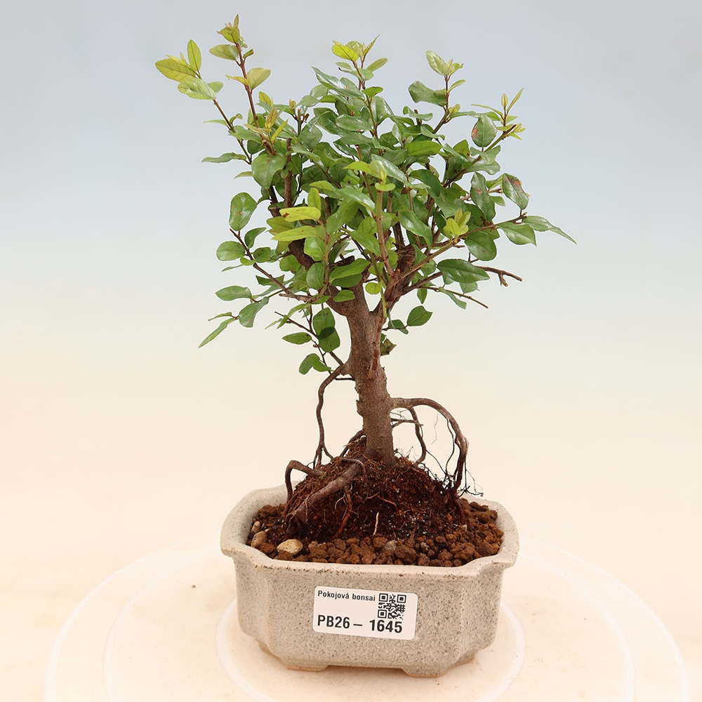 Szobai bonsai - Sageretia thea - Sageretia thea