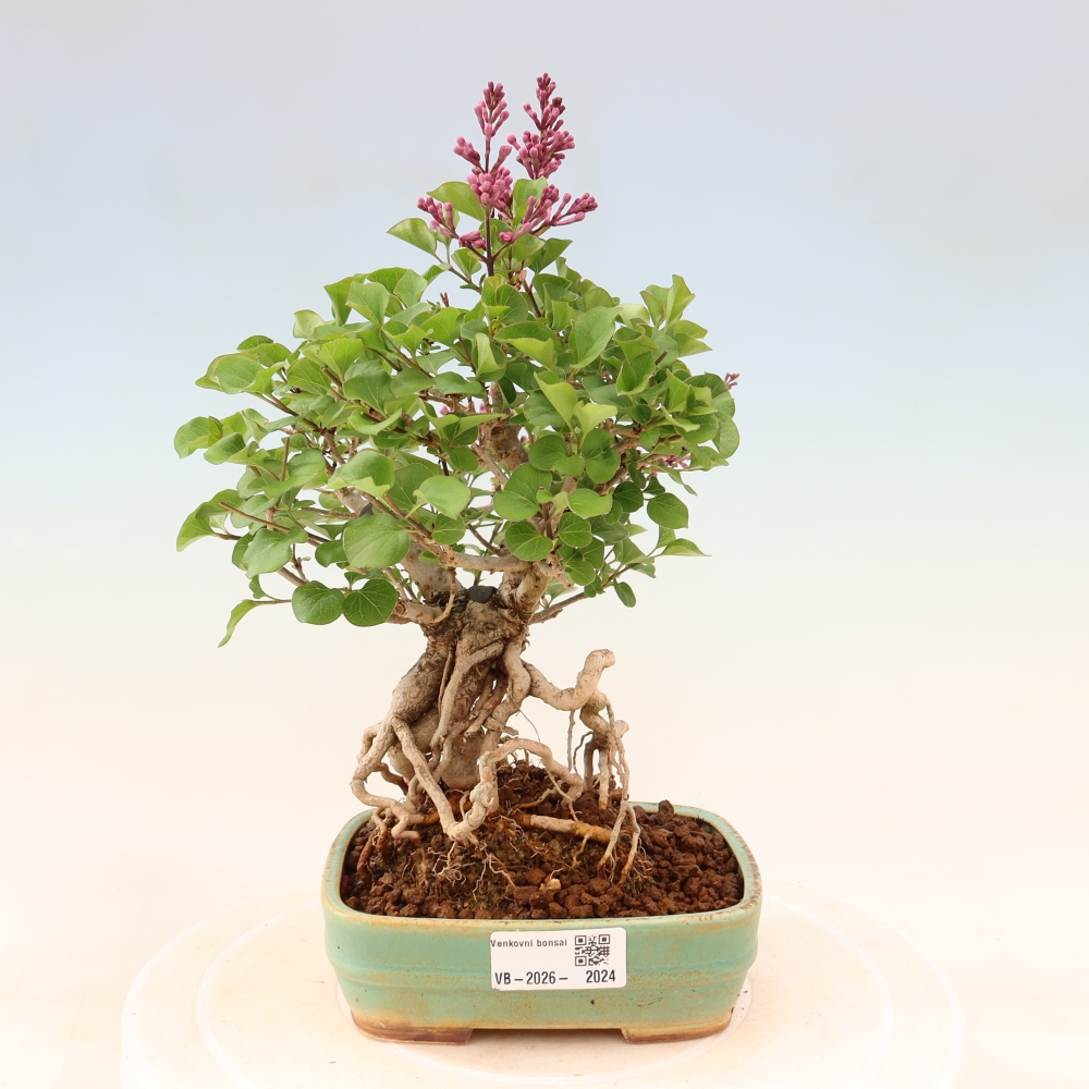 Kültéri bonsai - Syringa microphylla - kisvirágú lila