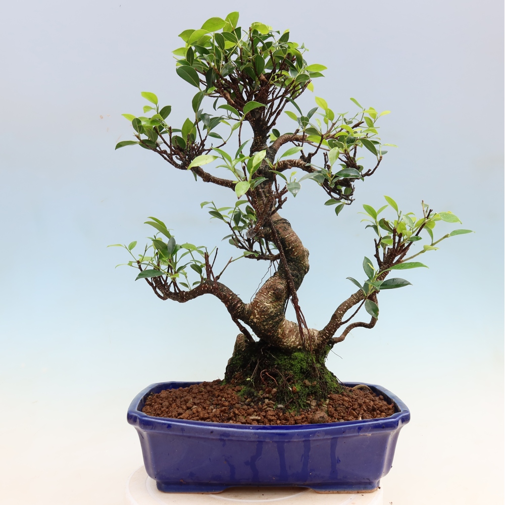 Szobai bonsai - Ficus kimmen - kislevelű fikusz