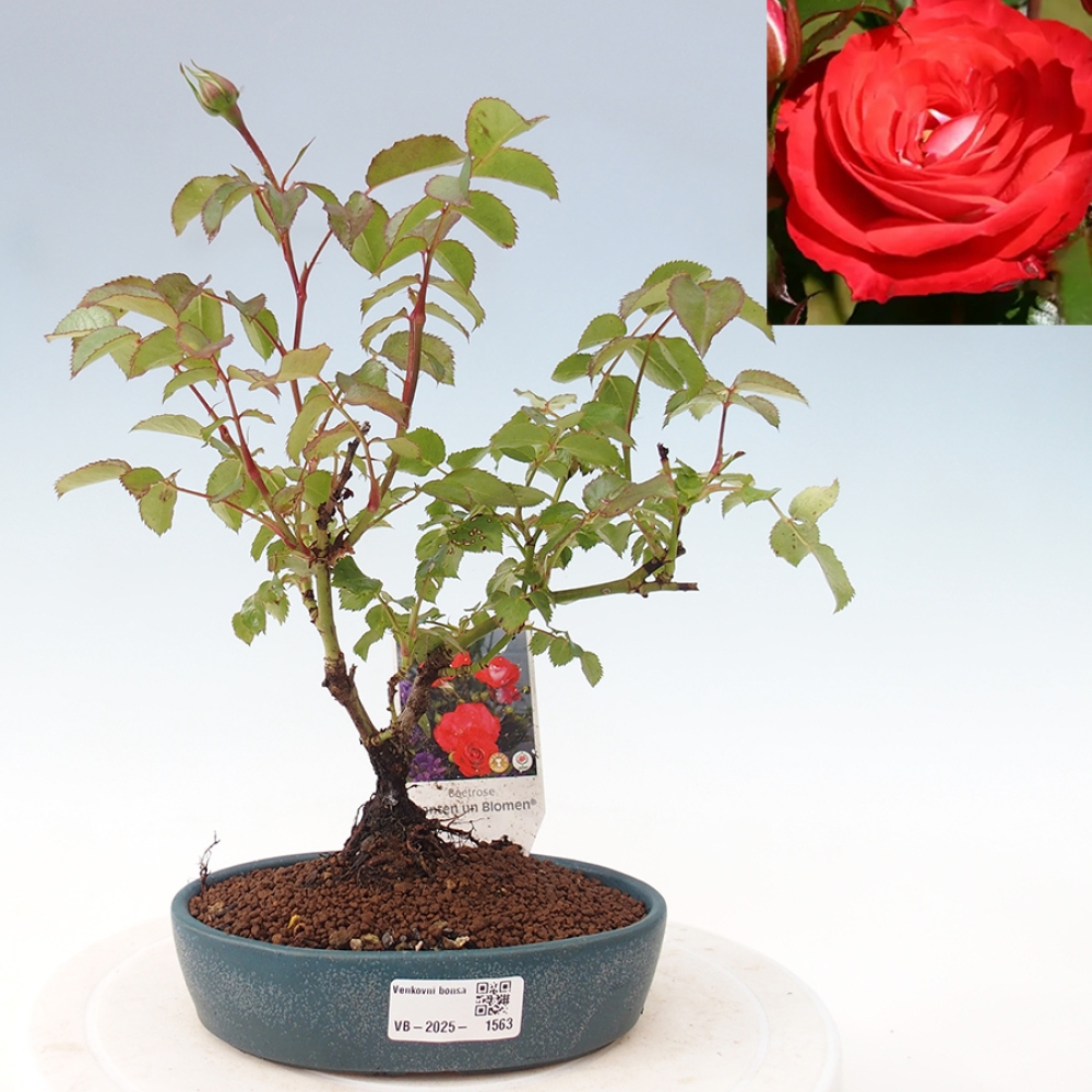 Kültéri bonsai - Rosa Kordes - rózsa