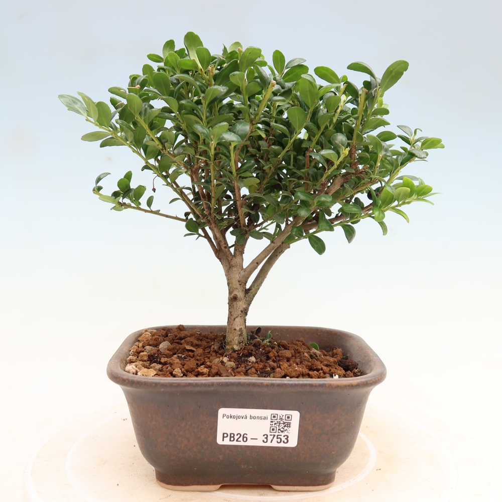Szobai bonsai - Ilex crenata - Holly