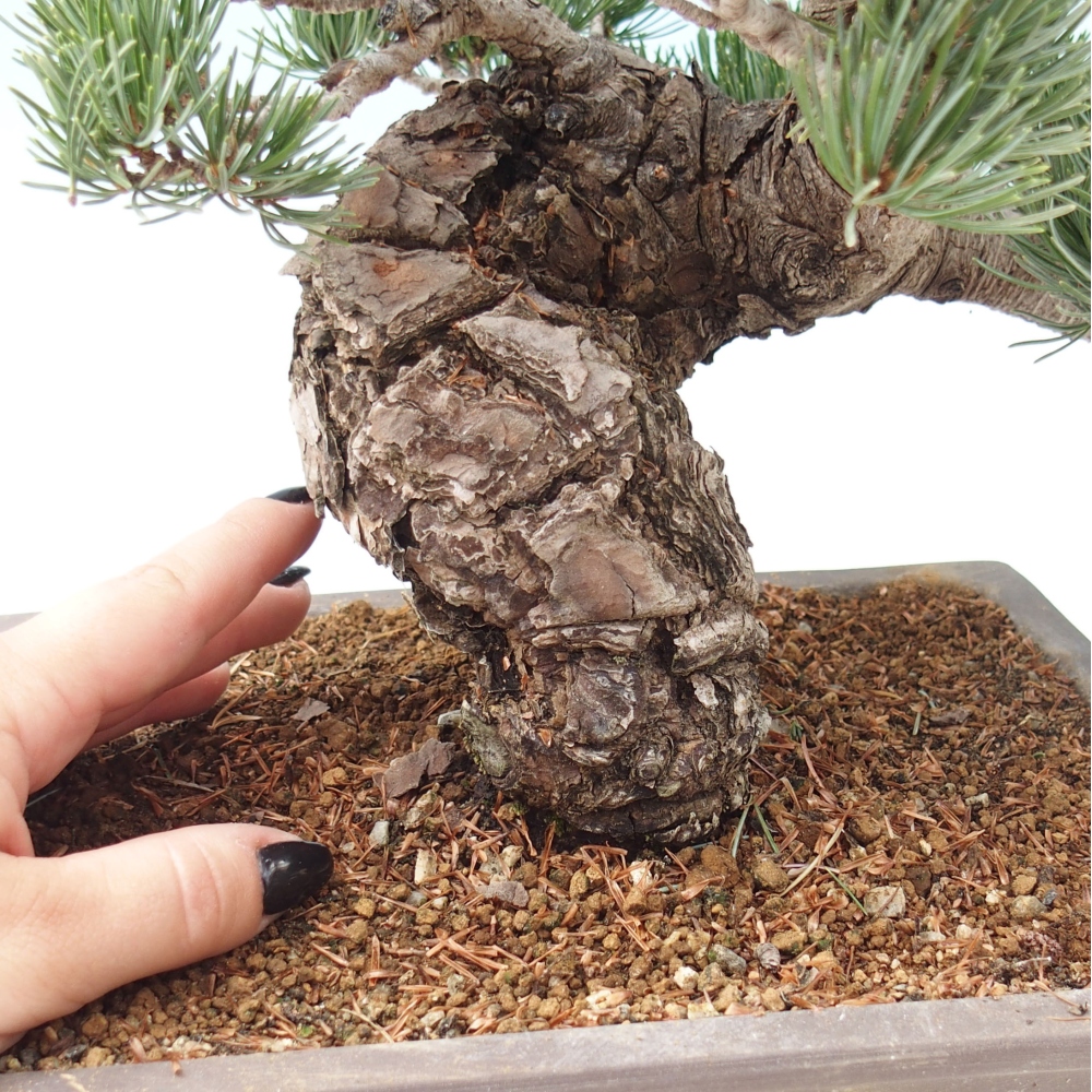 Kültéri bonsai - Pinus parviflora - Pinus parviflora