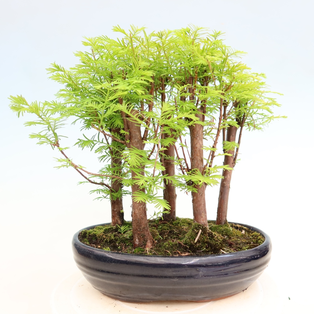 Kültéri bonsai – Metasequoia glyptostroboides – kínai metasequoia – kis erdő